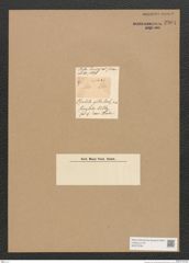 Diatomeae indet. Zeichnungen Sammlung Grunow Nr. 2901 (NHMW-BOT-W0370236)